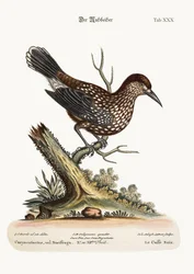 El Cascanueces, 1749-73